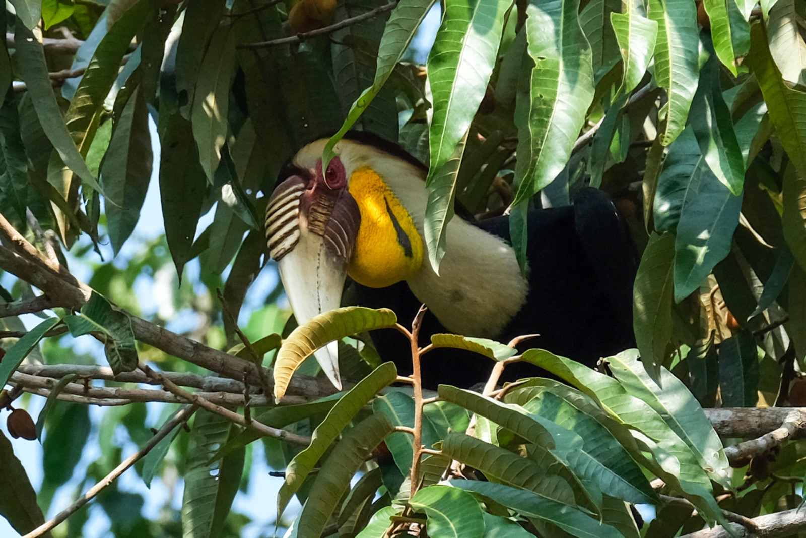 image Wreathed Hornbill
